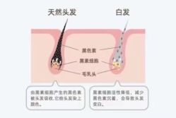 -诗碧曼养发