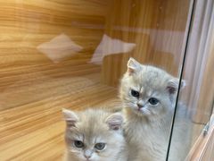 -猫十亿·布偶金渐层·曼基康矮脚猫舍(青年路店)