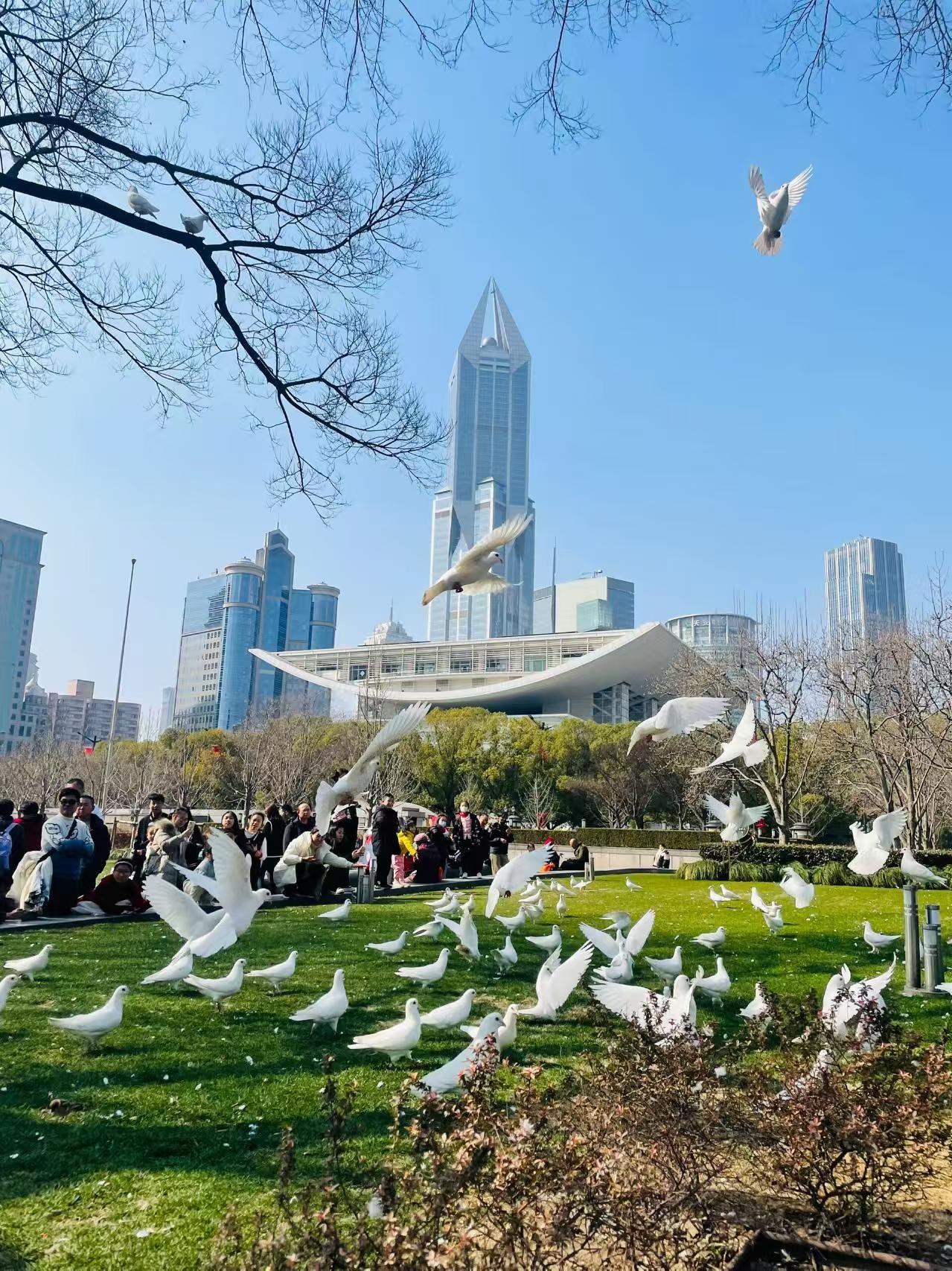 和鸽子的午后约会