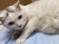 -瑞派康怡24h宠物医院·犬猫医疗中心·微创绝育(瑞景分院)