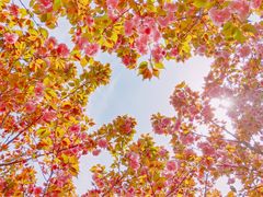 -合肥滨湖国家森林公园