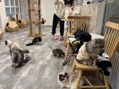 -楼上猫咖(罗湖店)