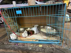 -皮蛋弟砂锅店(总店)