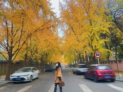 -三里屯东五街银杏大道
