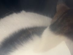 -佳雯宠物医院·皮肤科·内外科(春晓路分院)