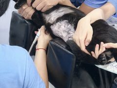 -博特宠物医院24h犬猫全科.骨科·异宠