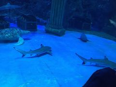 -芜湖新华联大白鲸海洋公园