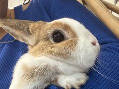 -楼上猫咖(罗湖店)