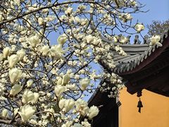 -灵谷景区