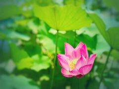 -野鸭湖国家湿地公园