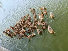 -野鸭湖国家湿地公园