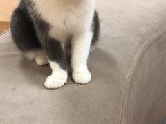 -猫和宫(六道口店)