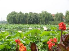 -荷塘月色湿地公园·向阳花洲