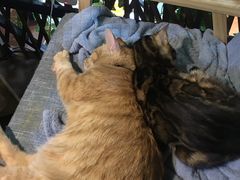 -李小姐の猫咖啡馆(五角场店)