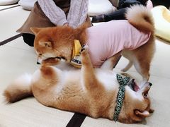 -逗柴咖啡屋·狗咖猫咖宠物桌游