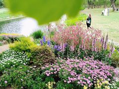 -上海共青森林公园