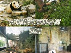 -成都大熊猫繁育研究基地
