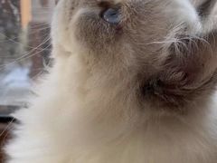 -东方名猫馆·英短金渐层布偶猫舍(环线广场1号楼店)