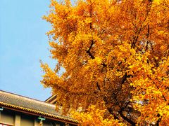 -四川大学(华西校区)