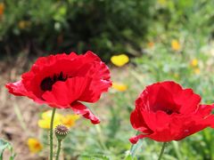 -三圣花乡旅游区