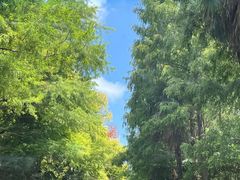 -上海海湾国家森林公园