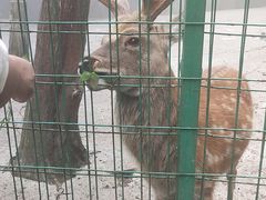 -武陵山森林公园