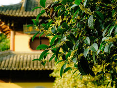 -慧因高丽寺