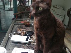 -喵屿·大理花园猫咖