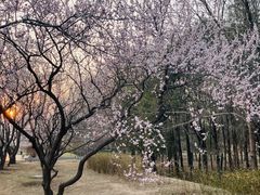 -北京奥林匹克公园