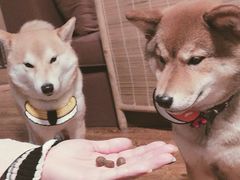 -柴务处·柴犬主题狗咖