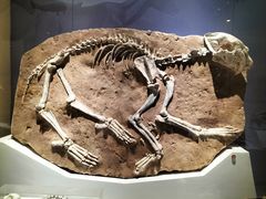 -国家自然博物馆