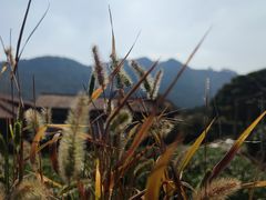 -中国茶叶博物馆(双峰馆区)