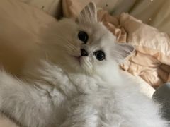 -千城康桥宠物医院·猫科·骨科·心脏