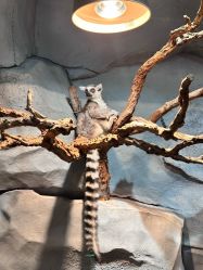 -Zoolung Zoolung动物主题公园(海信广场店)