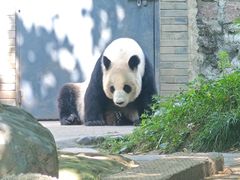 -都江堰中华大熊猫苑