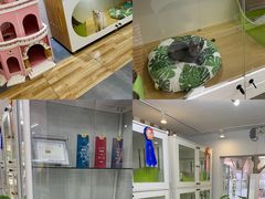 -青奢宠物·青奢猫舍