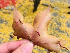 -香山公园