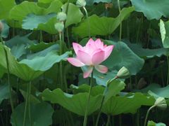 -荔湾湖公园