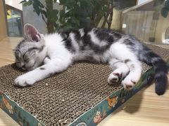-屋虎猫馆(宝安大仟里店)