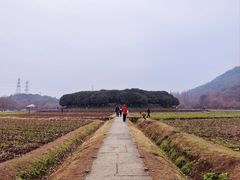 -八卦田遗址公园