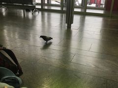 -谢列梅捷沃国际机场