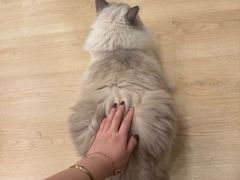 -有喵·猫咖·狗咖·40+猫狗有小奶狗(岗厦店)