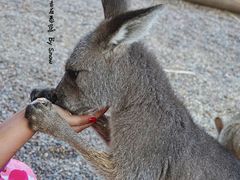 -费瑟代尔野生动物园