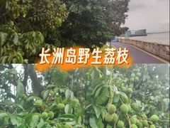 -长洲岛