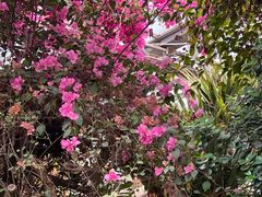 -呀路古热带植物园