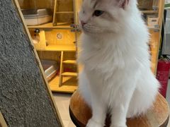 -平行世界·猫咖(首经贸店)