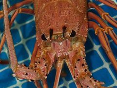 -三亚火车头万人海鲜广场