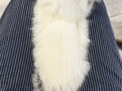 -楼上猫咖(罗湖店)