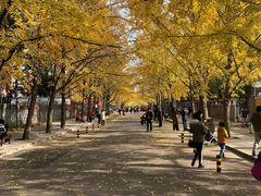 -三里屯东五街银杏大道