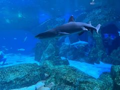 -海合安成都极地海洋公园